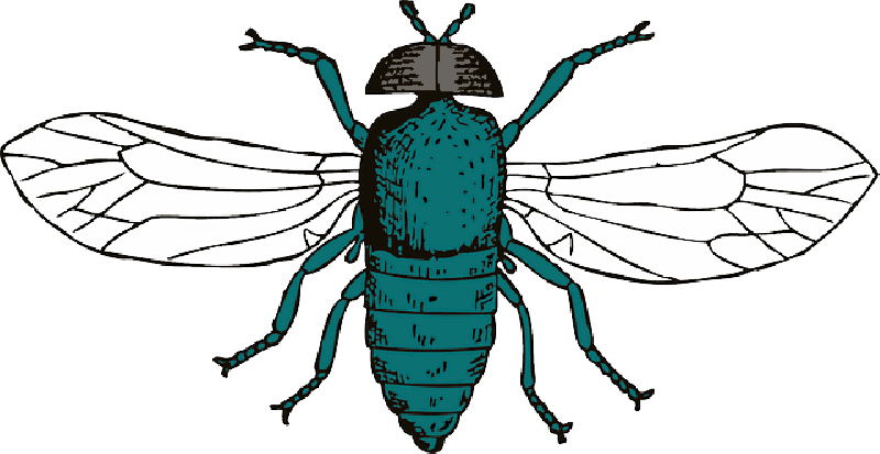 Mb Image/png - Cartoon Fly Shower Curtain (800x413), Png Download