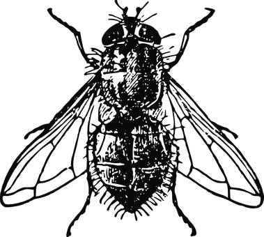 Housefly Insect Fly House Dirty Unhygienic - House Fly Illustration (379x340), Png Download