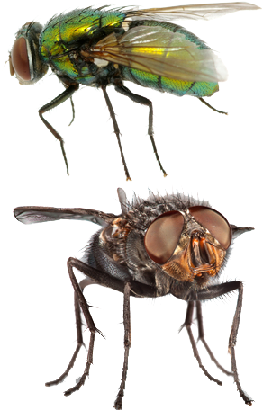 Flies - Brachycera (314x482), Png Download