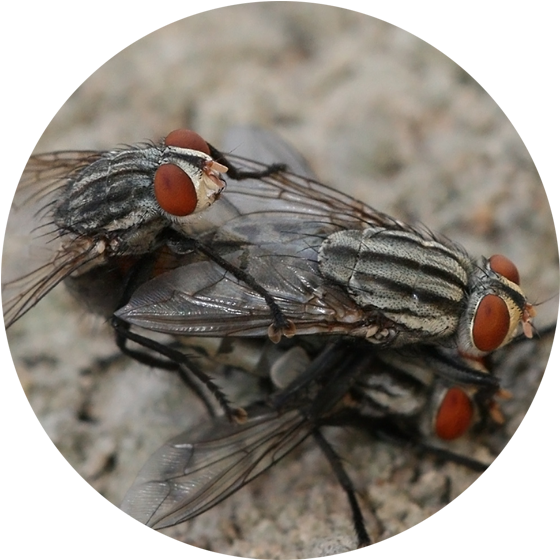 Flies Are Adapted For Aerial Movement And Typically - Flies Mating (560x580), Png Download