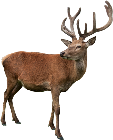 Related Wallpapers - Deer Statue (444x550), Png Download