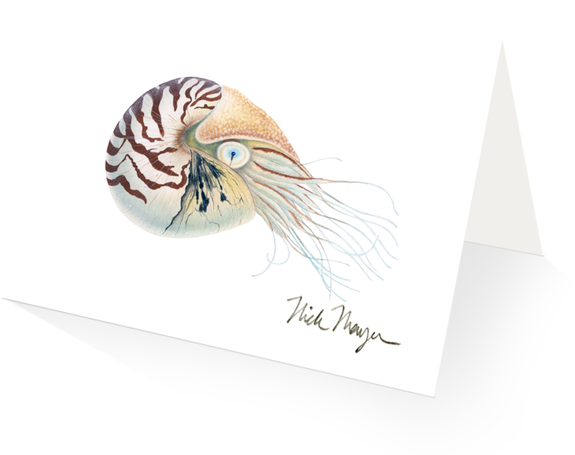 Chambered Nautilus (1024x825), Png Download