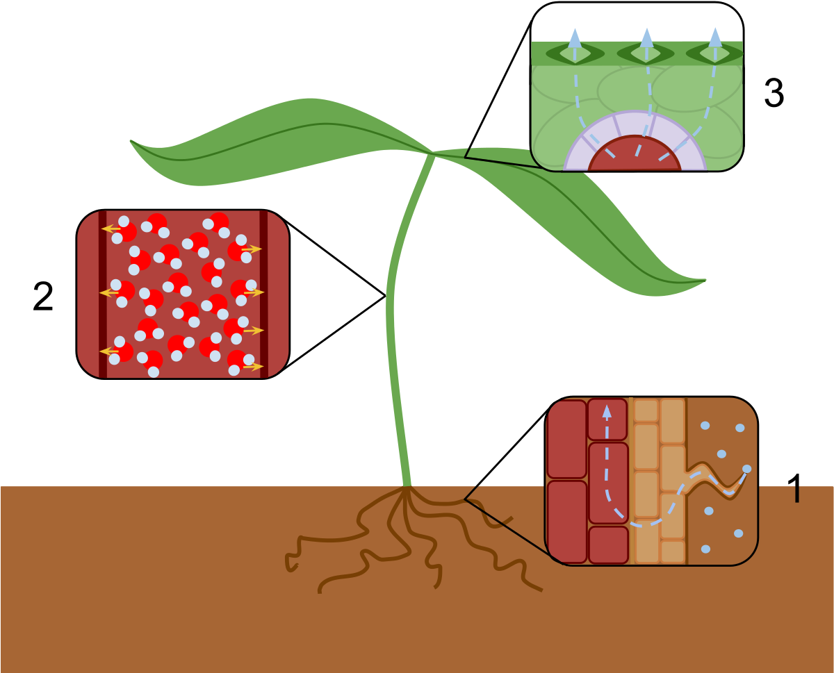 Effect Of Water Scarcity On Plants Reduce Transpiration (1200x1010), Png Download