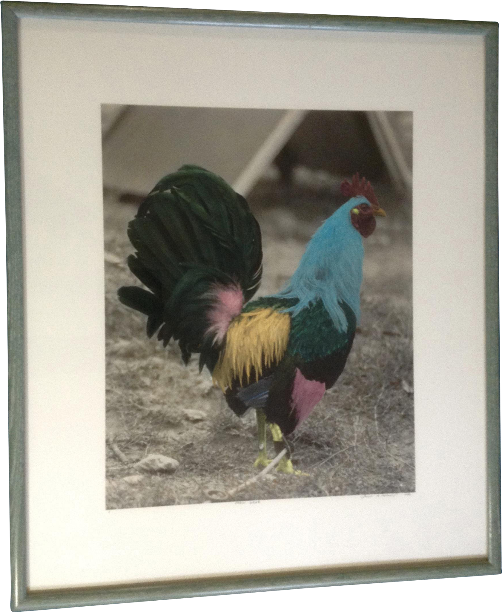 James B Bissell Blue Rooster Color Enhanced Photo Titled - Picture Frame (2048x2048), Png Download