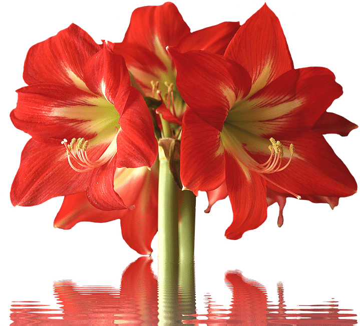 Download Banner Royalty Free Download Amaryllis Drawing Red Types Of Red Flowers Full Size Png Image Pngkit