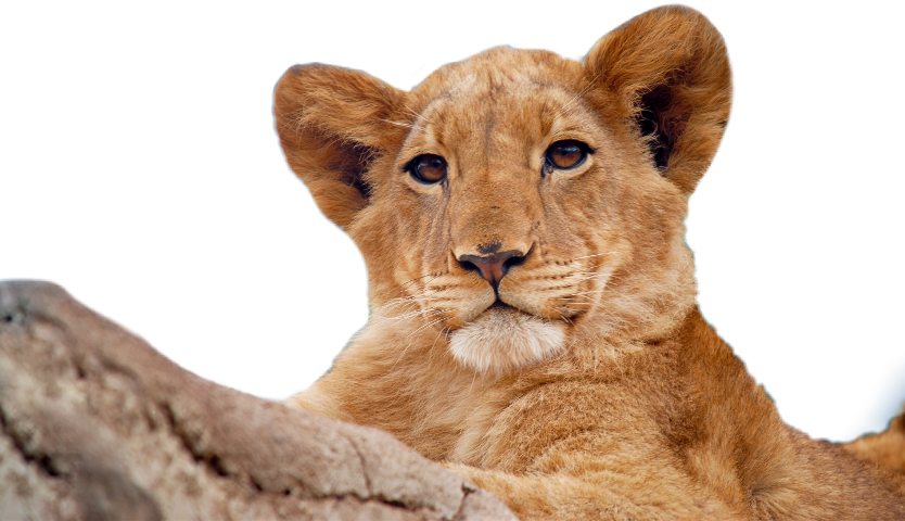 Lion (834x480), Png Download