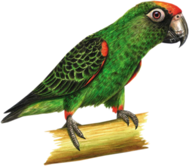 Parrot-bamboo - Parrot On Bamboo Mugs (382x335), Png Download