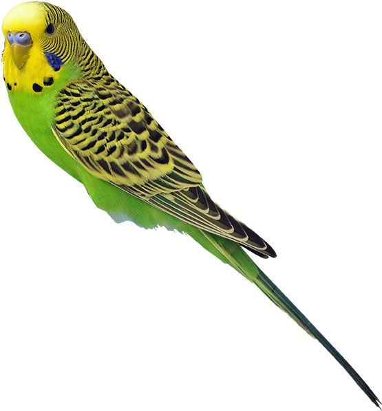 Small Parakeets - Delicatessen (622x683), Png Download