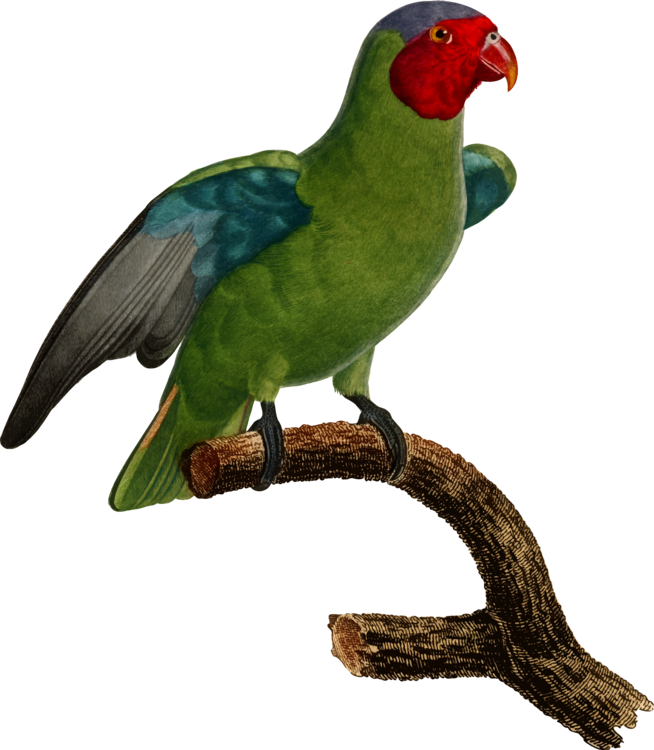 Budgerigar Parrot Lovebird Parakeet - Budgerigar (654x750), Png Download