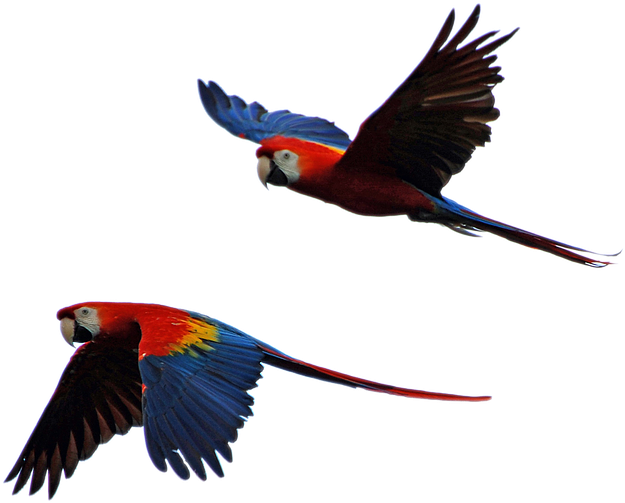 Free Photo Parrot Isolated Parrots Flight - Parrot Flying In Sky (960x638), Png Download