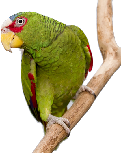Amazon Main 2 - Budgie (679x531), Png Download