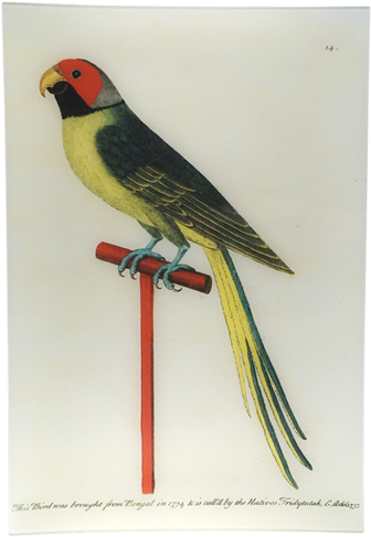 Albin's Paroquet Albin's Paroquet - Parakeet (500x500), Png Download