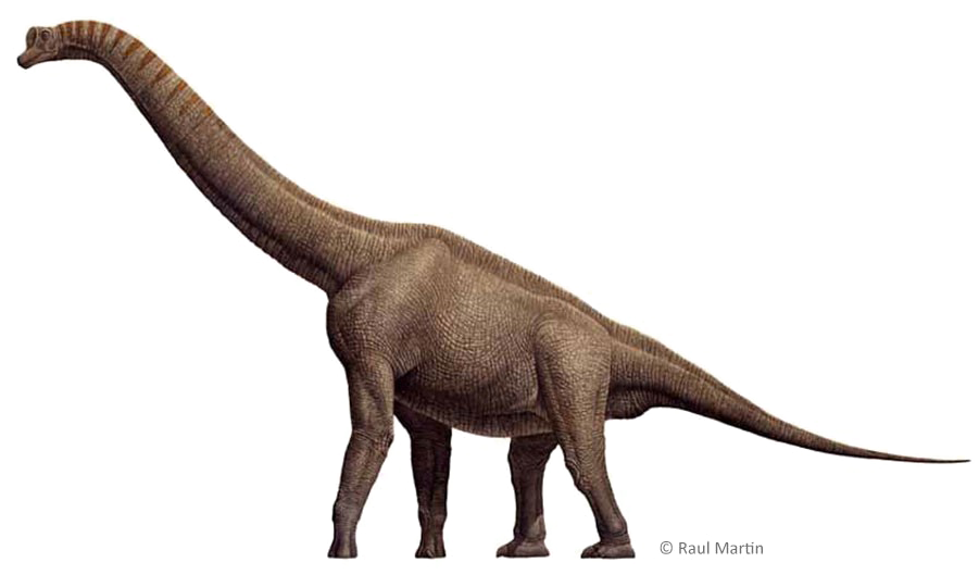 Brachiosaurus Png Free Download - Imagem De Dinossauro Braquiossauro (900x558), Png Download