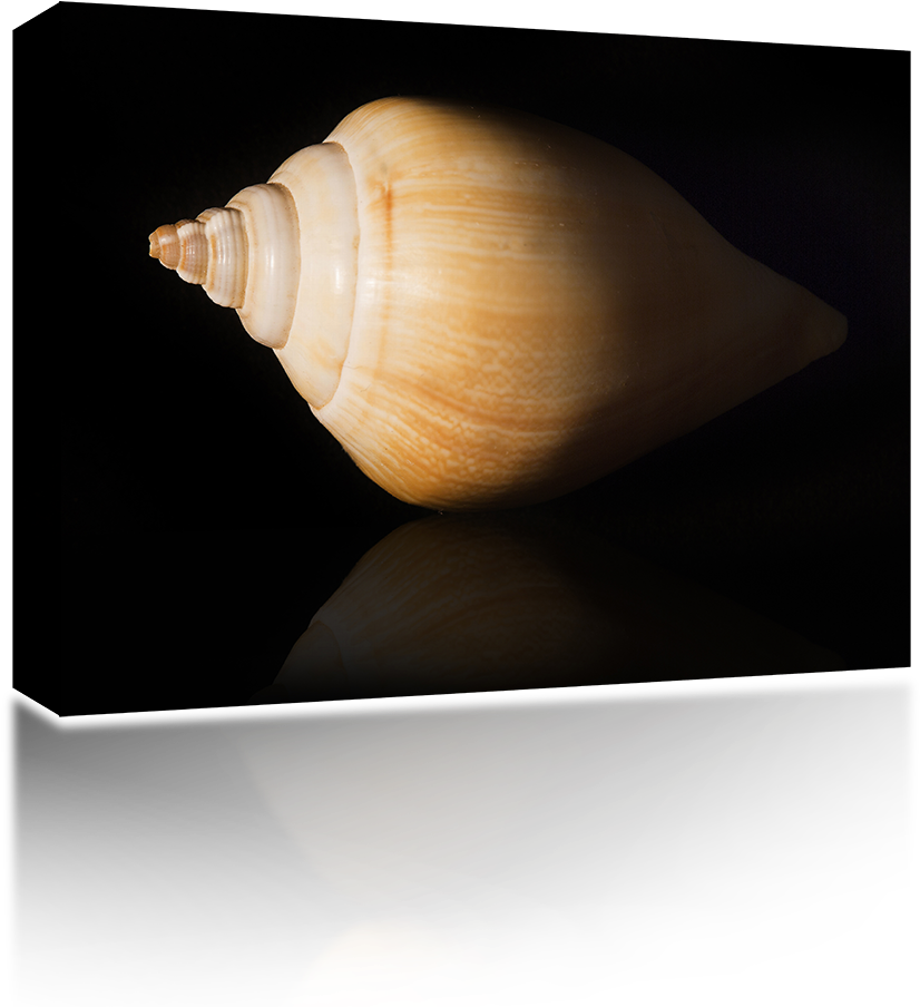 Sea Shell - Wireless Speaker (1024x1024), Png Download