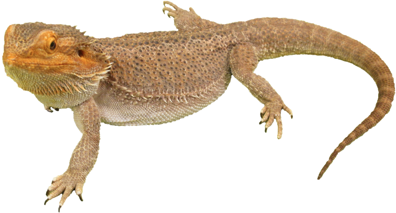 Bearded Dragon Png Photos - Bearded Dragon No Background (800x425), Png Download