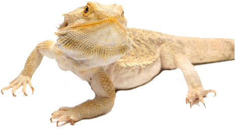 Is A Bearded Dragon Right For You - Bearded Dragon Found (500x265), Png Download