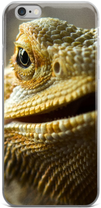 Dragon Pet - Bearded Dragons (600x600), Png Download