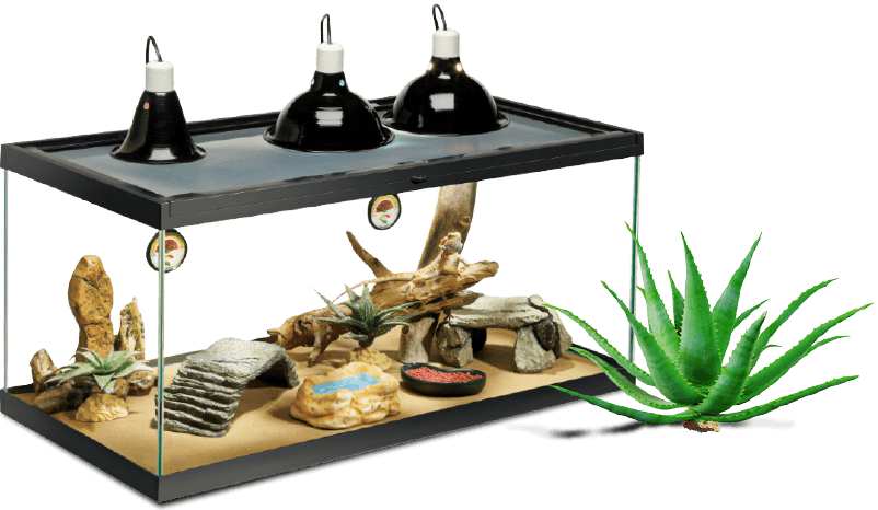 Deluxe Bearded Dragon Kit - Bearded Dragon Tank Decor (802x466), Png Download
