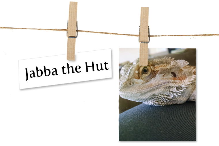 Breed Bearded Dragon Location Bellingham, Washington - Oatmeal (760x507), Png Download