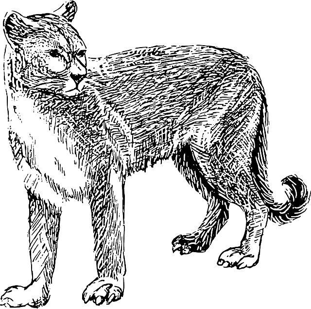 Cat, Drawing, Dangerous, Animal, Fur, Cougar, Danger - Mountain Lion Clip Art Black And White (640x636), Png Download
