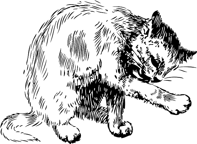 Cat, Drawing, Cleaning, Washing, Pet, Fur, Bath, Itself - Cat Cleaning Itself Drawing (640x469), Png Download