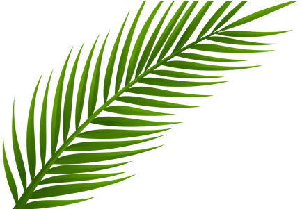 Palm Leaves Png K Pictures Full Hq - Hoja De Palma Dibujo (450x300), Png Download