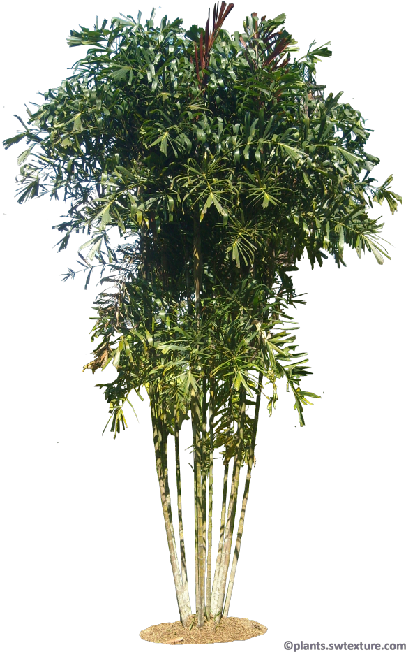 Gronophyllum Microcarpa - Png Plants (677x1017), Png Download