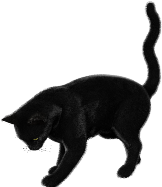 Free Download Cat Clipart Black Cat Bombay Cat Korat - Cat Render (600x600), Png Download