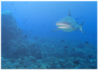 Grey White Shark Jaws Ready To Attack Underwater Poster - Underwater (400x400), Png Download