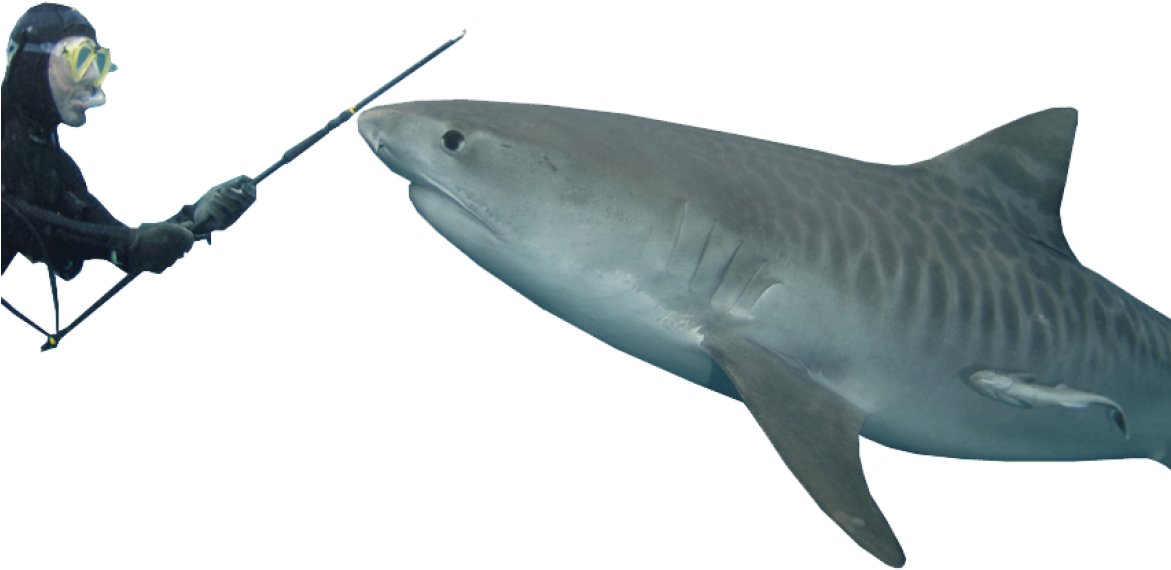 Tiger Shark Transparent Background (1170x610), Png Download