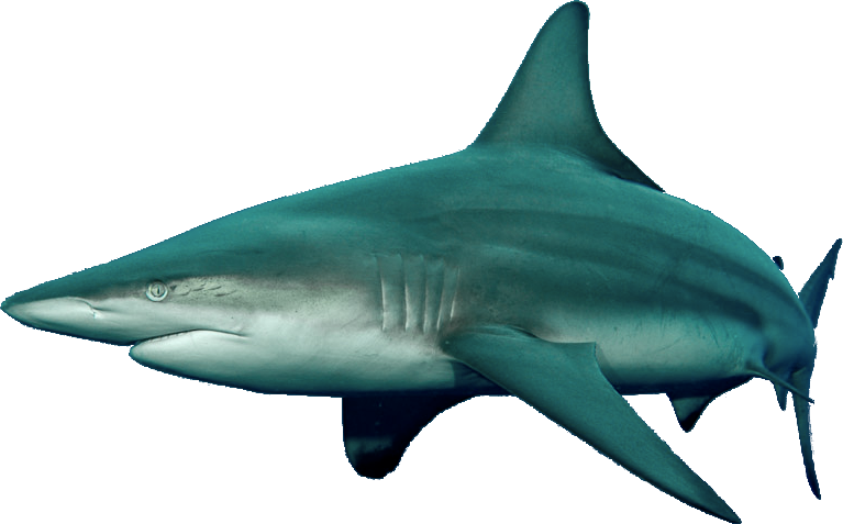 Blacktip Shark - Tiger Shark (767x477), Png Download