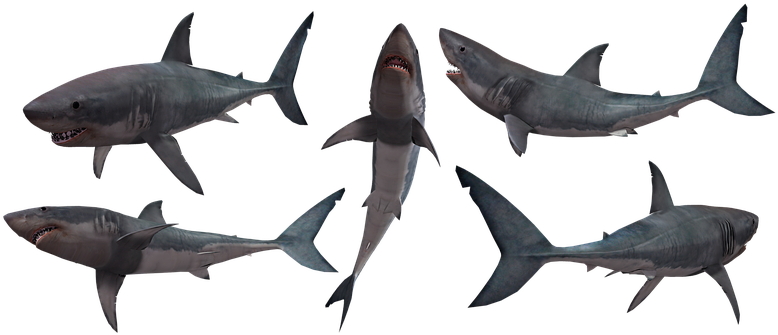 Shark, Sharks, Jaws, Great, White - Transparent Shark Silhouette (789x340), Png Download