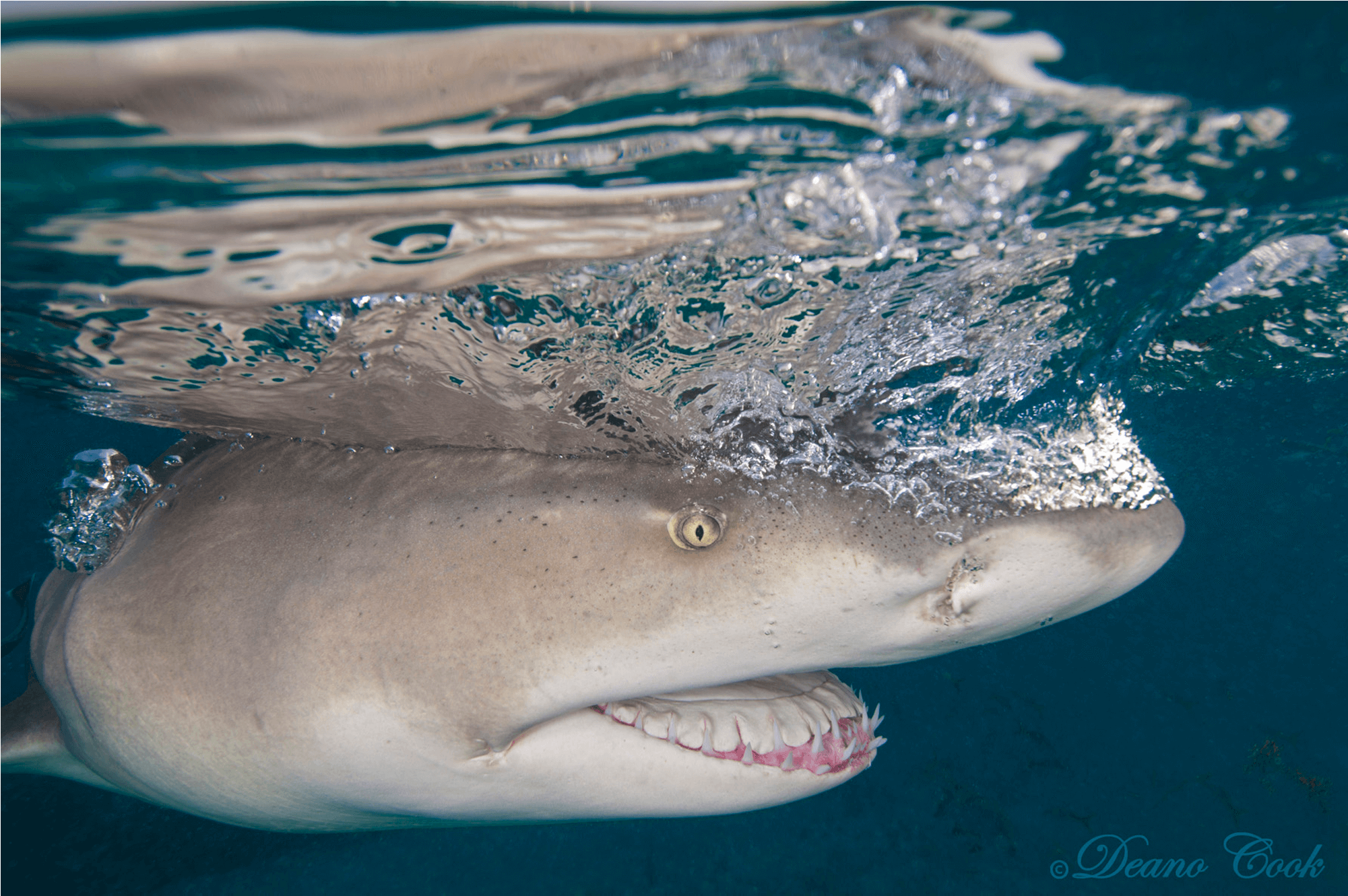 Lemon Shark Quicksilver Canvas Print - Lemon Shark (2000x2000), Png Download