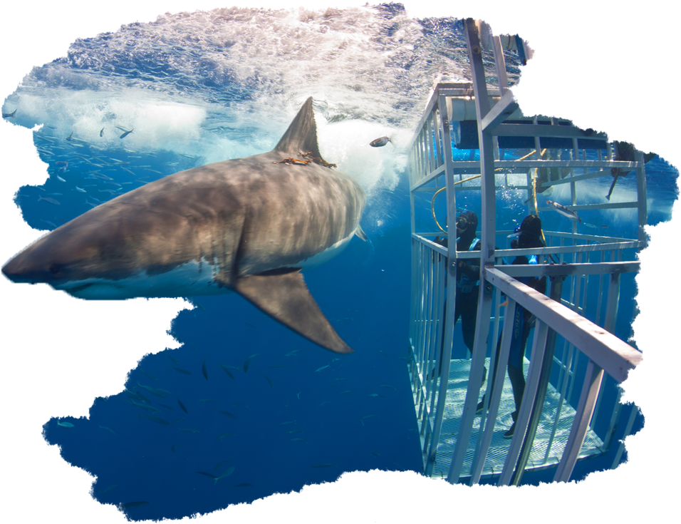 Great White Shark (970x756), Png Download