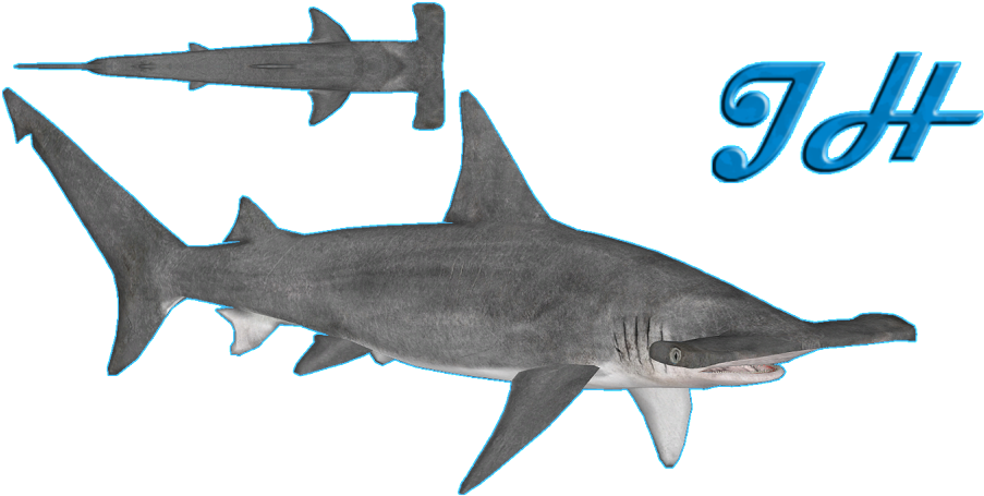 Great Hammerhead Shark - Great Hammerhead (1023x491), Png Download