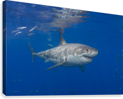 Great White Shark - Posterazzi Great White Shark (carcharodon Carcharias) (429x344), Png Download