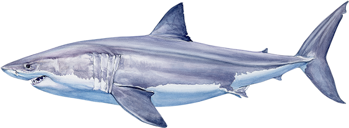 Gw20%22paintingf - Great White Shark (750x274), Png Download