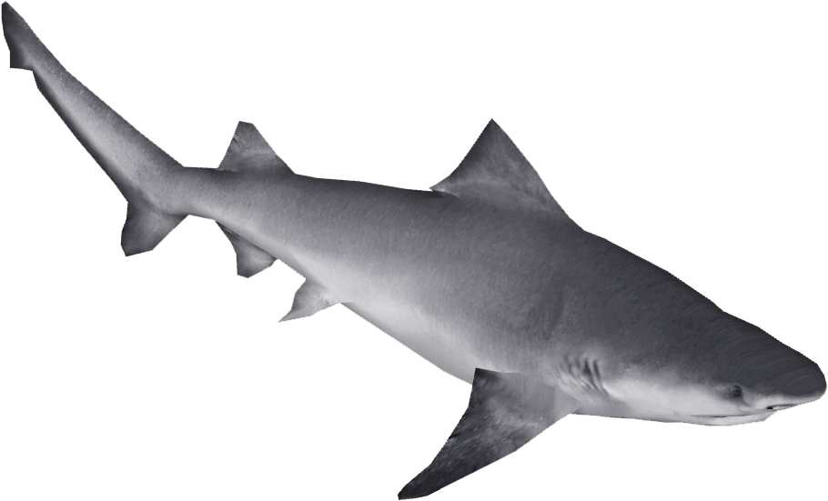 Northern River Shark (909x909), Png Download