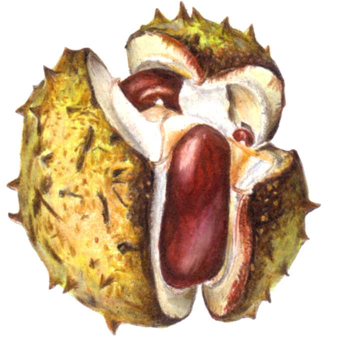Sunday, 6 October - Horse Chestnut Drawing (1181x1181), Png Download