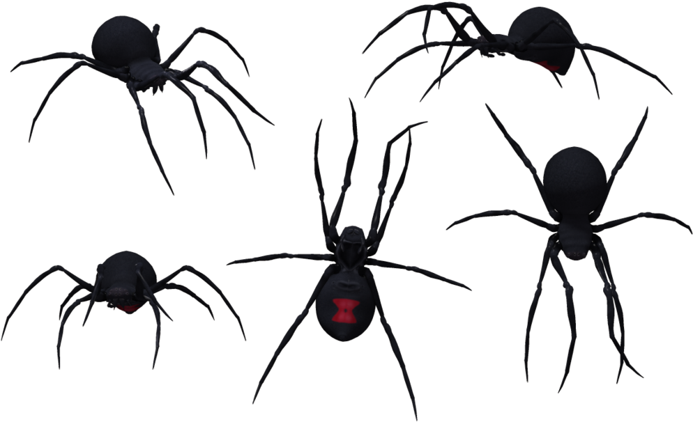 Black Widow Spider - Group Of Black Widow Spiders (1024x639), Png Download