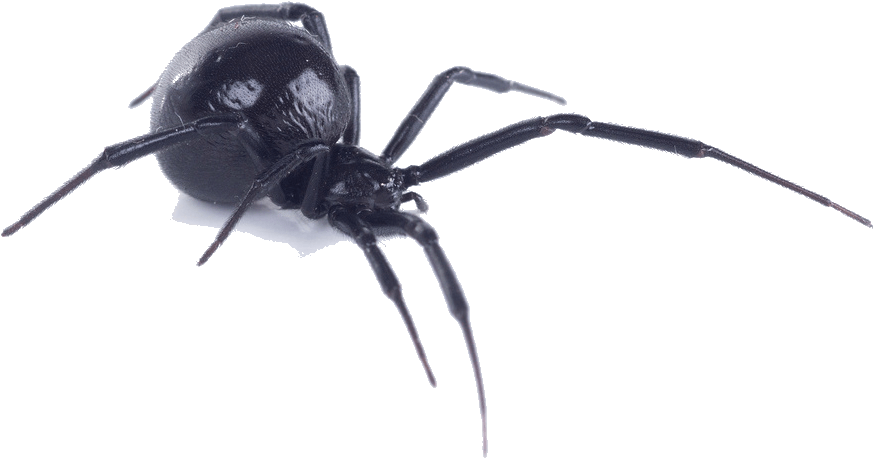 Black Widow Spider Bite (1006x710), Png Download
