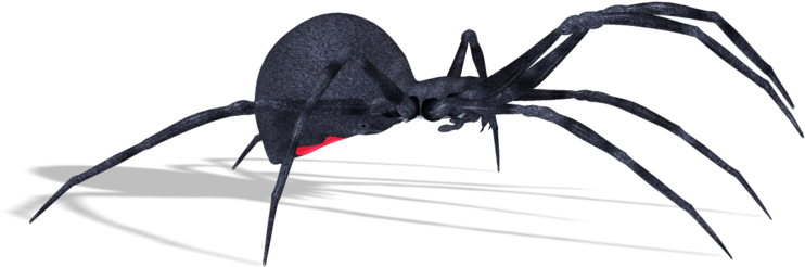 Spiders - Паук Пнг (750x339), Png Download