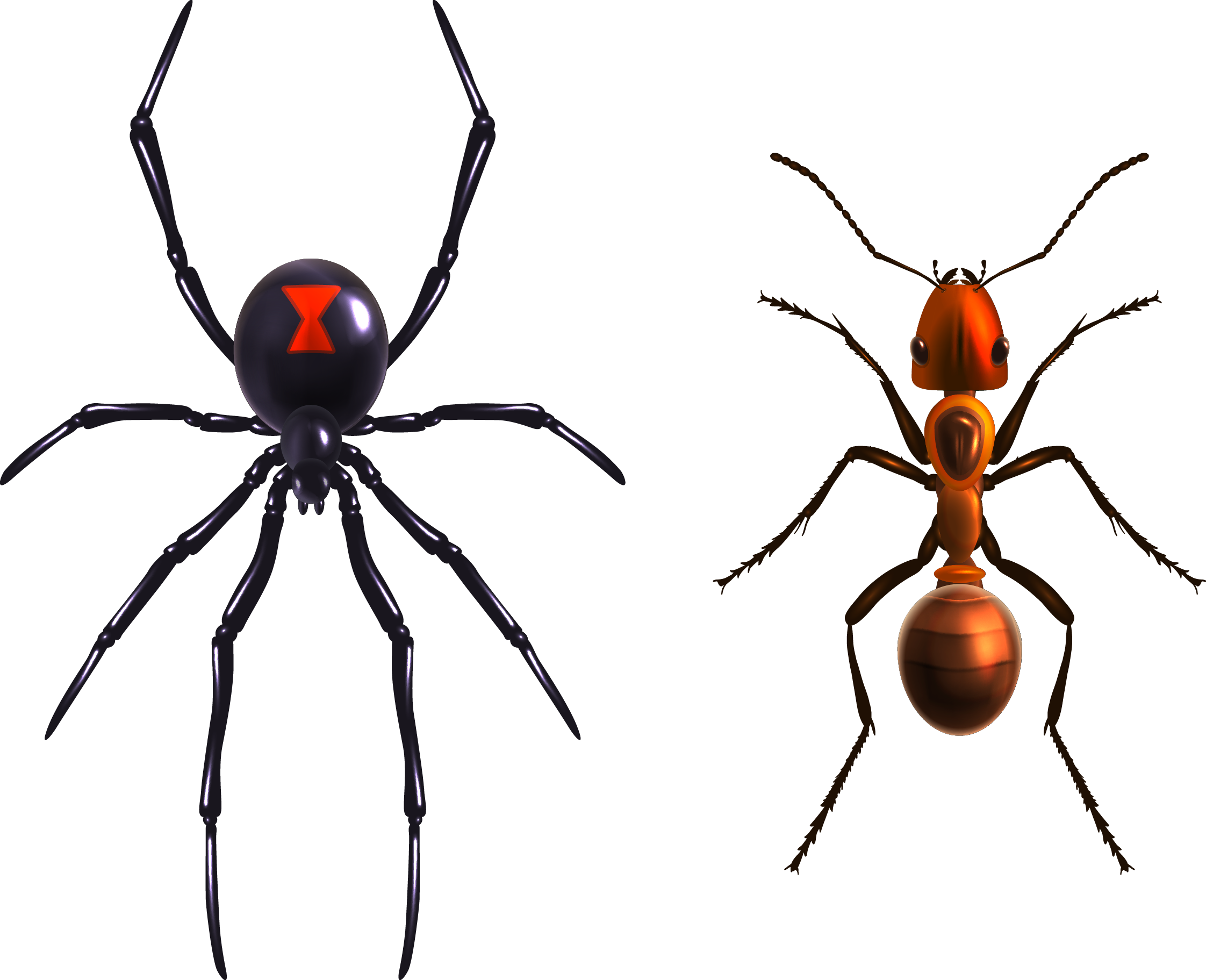Widow Spiders Royalty - Black Widow Spider In Web (2244x1823), Png Download
