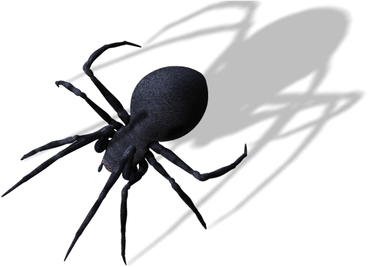 Publicat De Eu Ciresica La - Transparent Spider Png (750x543), Png Download