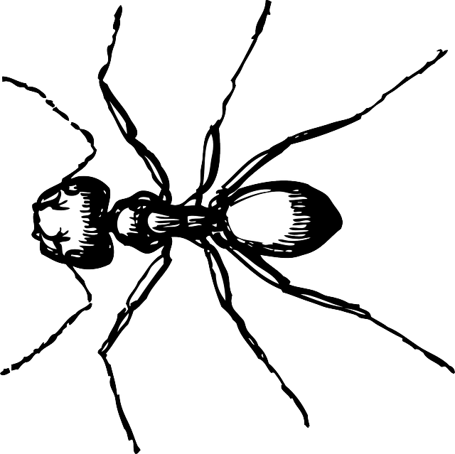 Animals - Ant Black And White (640x639), Png Download