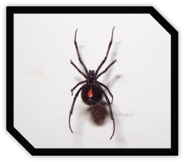 By Jacherie - Black Widow (375x329), Png Download