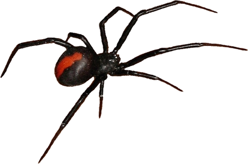 Get Rid Of Cobwebs During Cleaning - Spider Clip Art (1280x720), Png Download