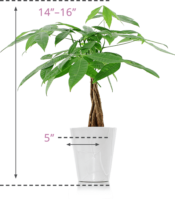 Money Plant Images Png - Best Pots For My Money Tree (573x654), Png Download