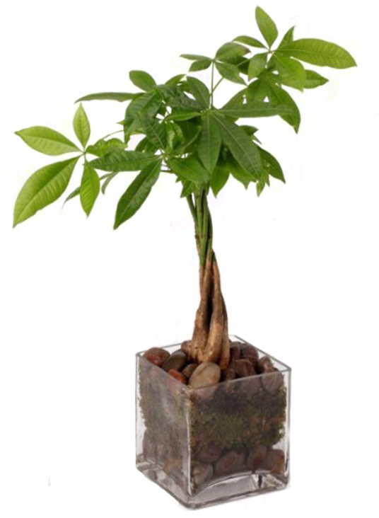 Money Tree - Money Tree Money Plant (360x480), Png Download