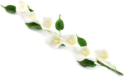 Calla Png Photos - Calla Png (450x450), Png Download